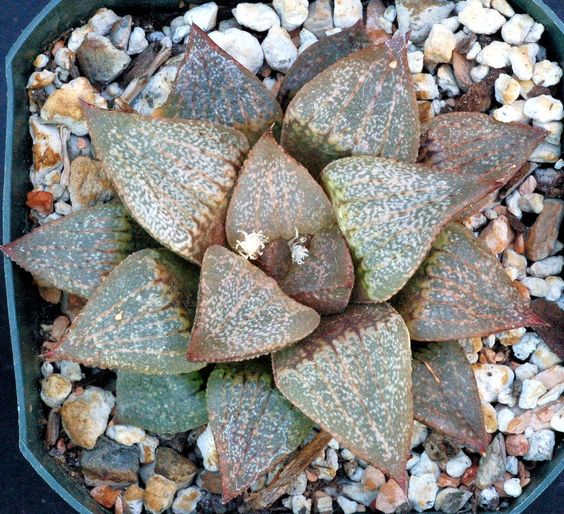 Haworthia EMELYAE PICTA form - Хавортия Эмили Пестрая Форма, 2 семени