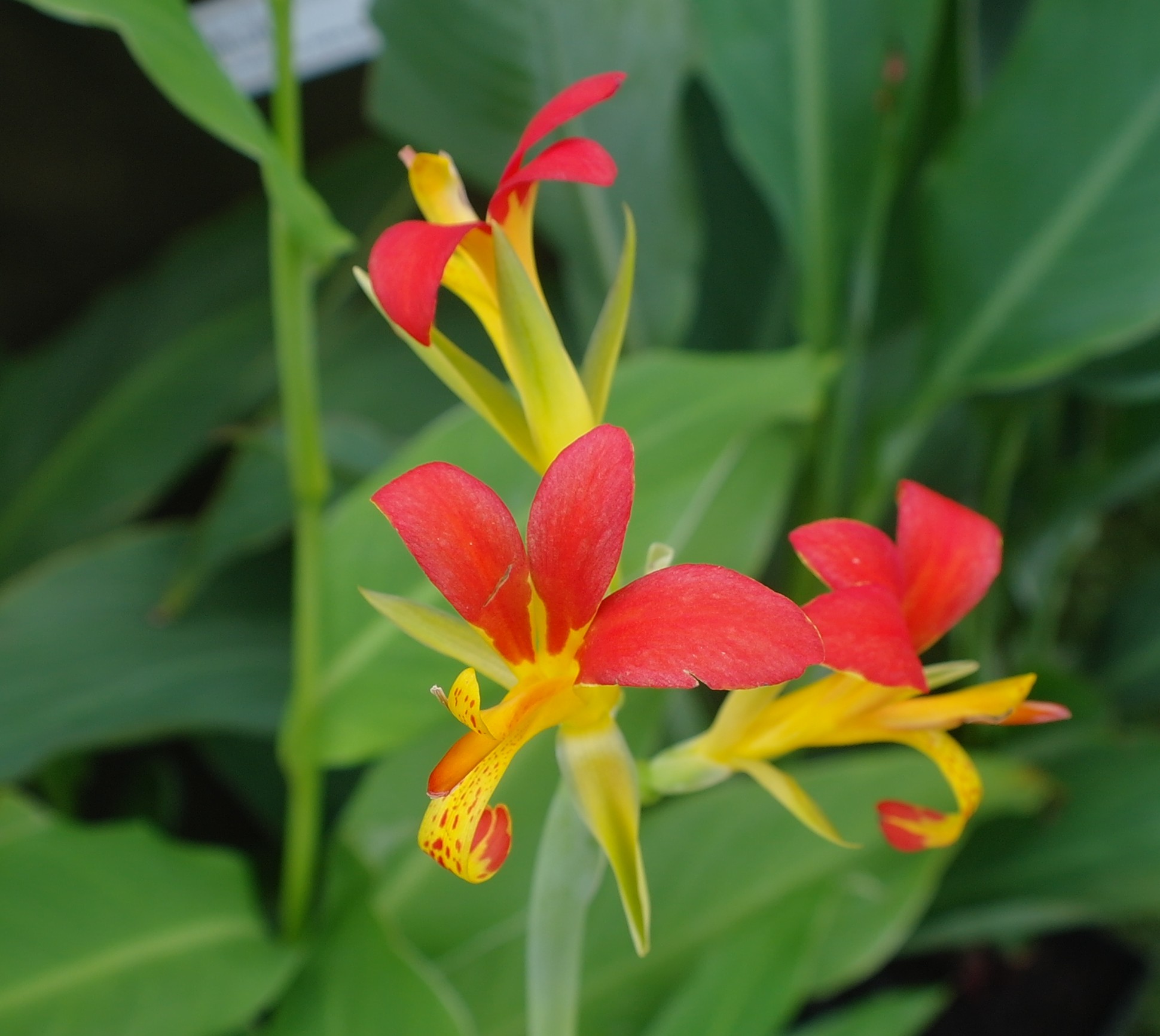 Canna PATENS - Канна Раскрытая, 2 семени