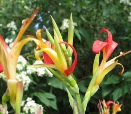 Canna PATENS - Канна Раскрытая, 2 семени — изображение 3