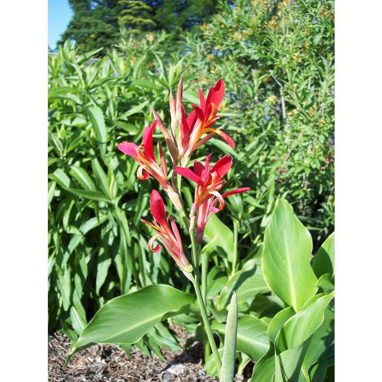 Canna PATENS - Канна Раскрытая, 2 семени — изображение 5