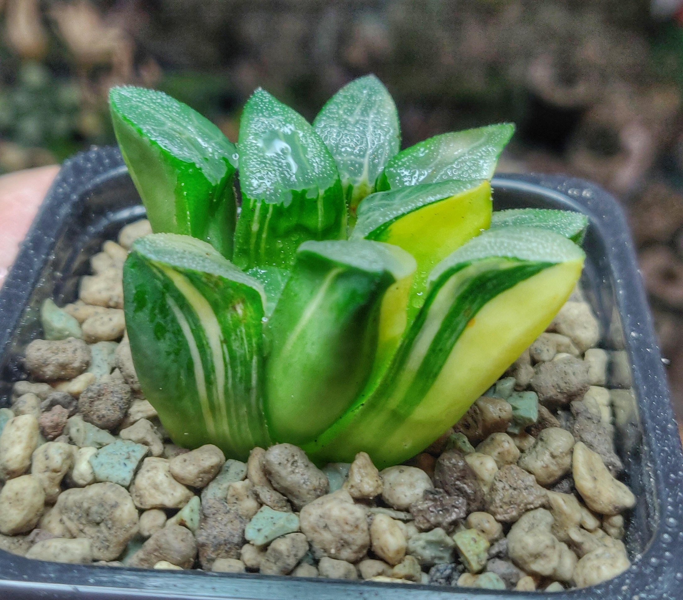 Растение D5 Haworthia Correcta Variegate - Хавортия Корректа Вариегатная