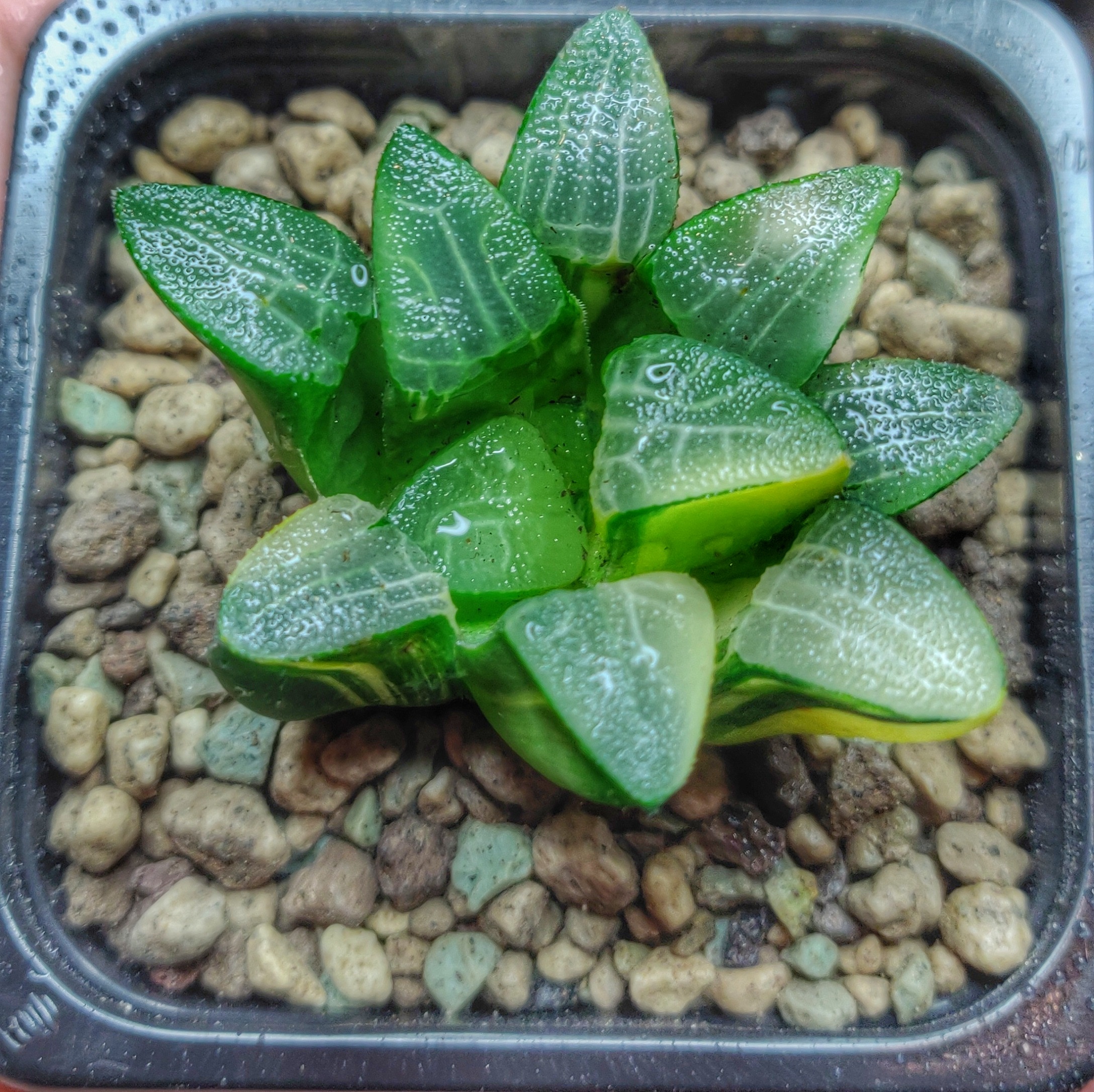 Растение D5 Haworthia Correcta Variegate - Хавортия Корректа Вариегатная — изображение 2