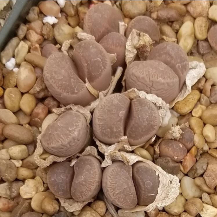 Lithops COMPTONII C377 - Литопс Комптони C377, 3 семени
