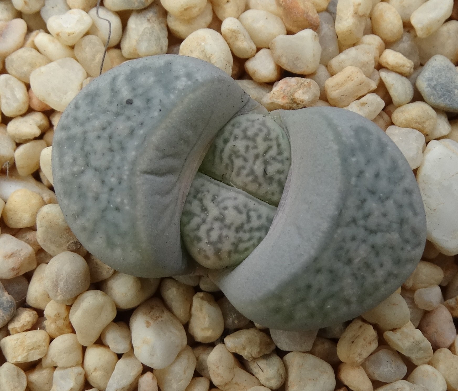 Lithops HERREI - Литопс Херрея, 3 семени