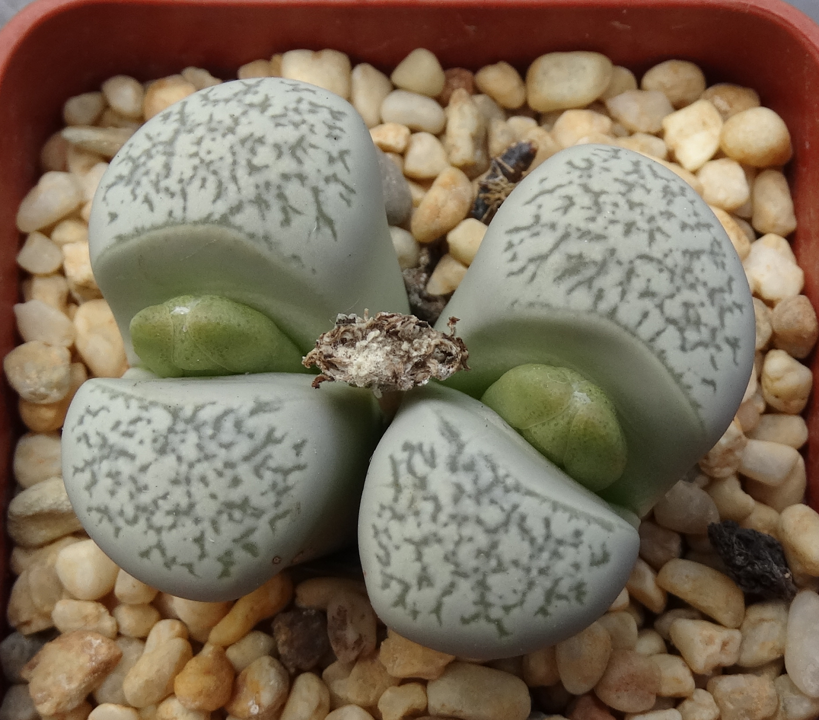 Lithops HERREI - Литопс Херрея, 3 семени — изображение 2