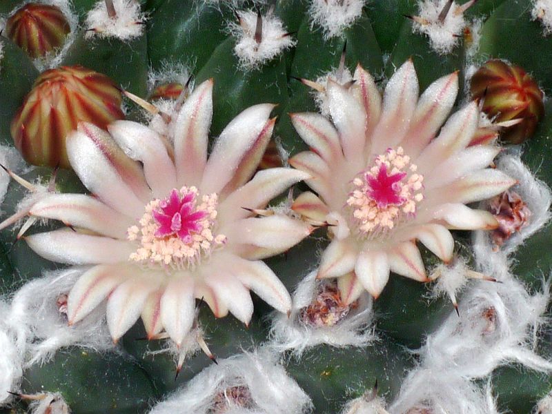 Mammillaria FISCHERI - Маммиллярия Фишера, 3 семени — изображение 5