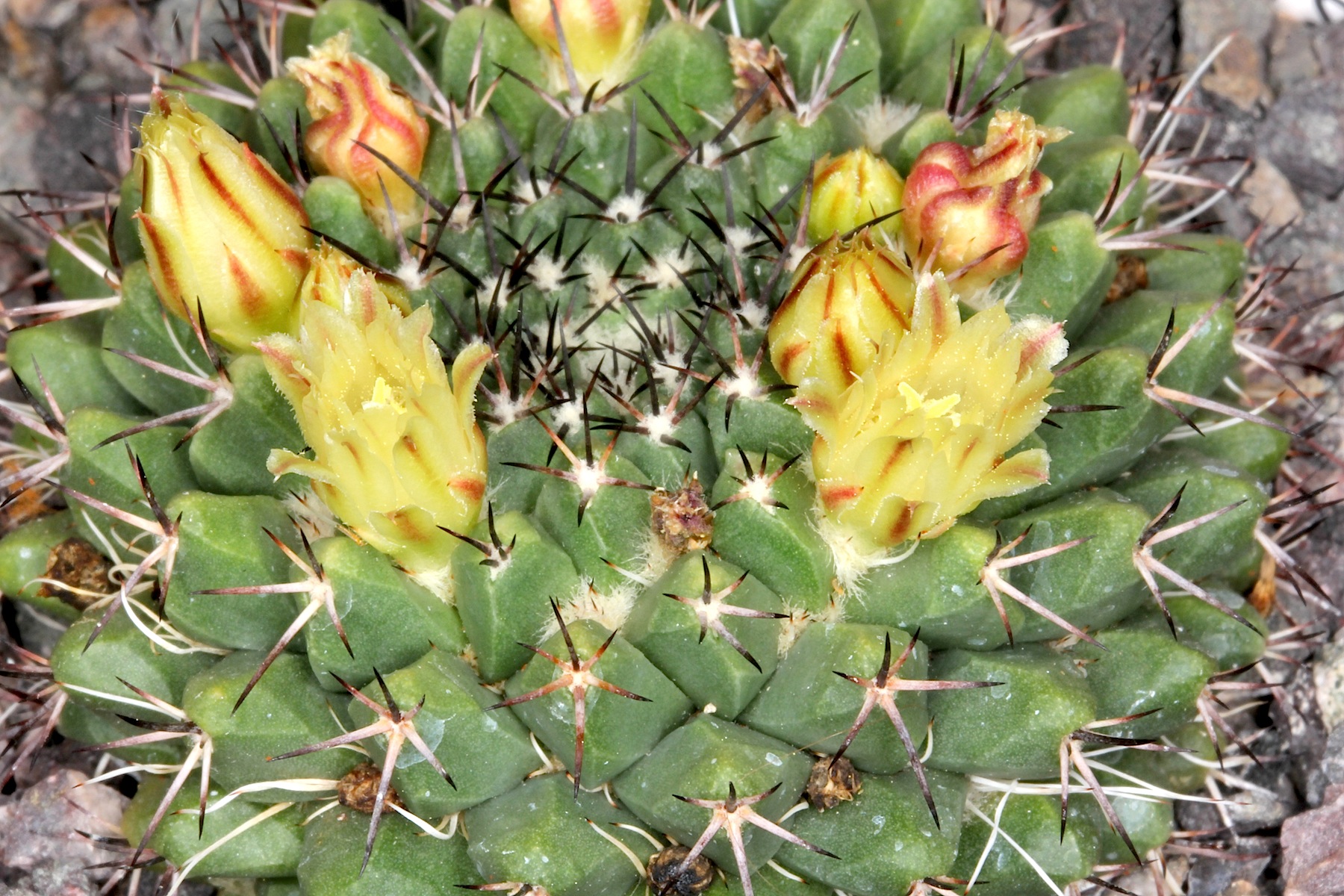 Mammillaria FISCHERI - Маммиллярия Фишера, 3 семени — изображение 4