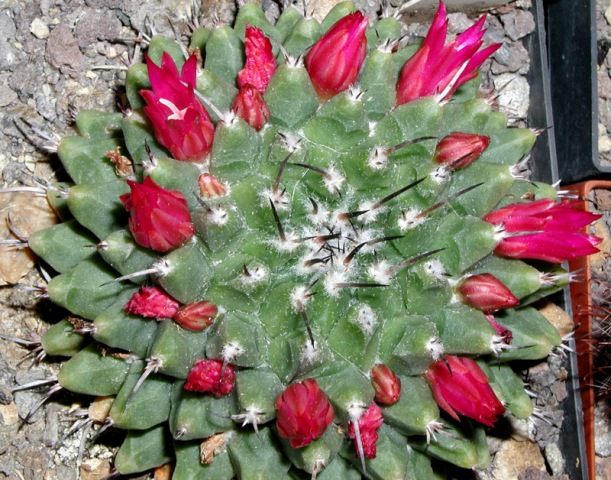 Mammillaria FISCHERI - Маммиллярия Фишера, 3 семени — изображение 3