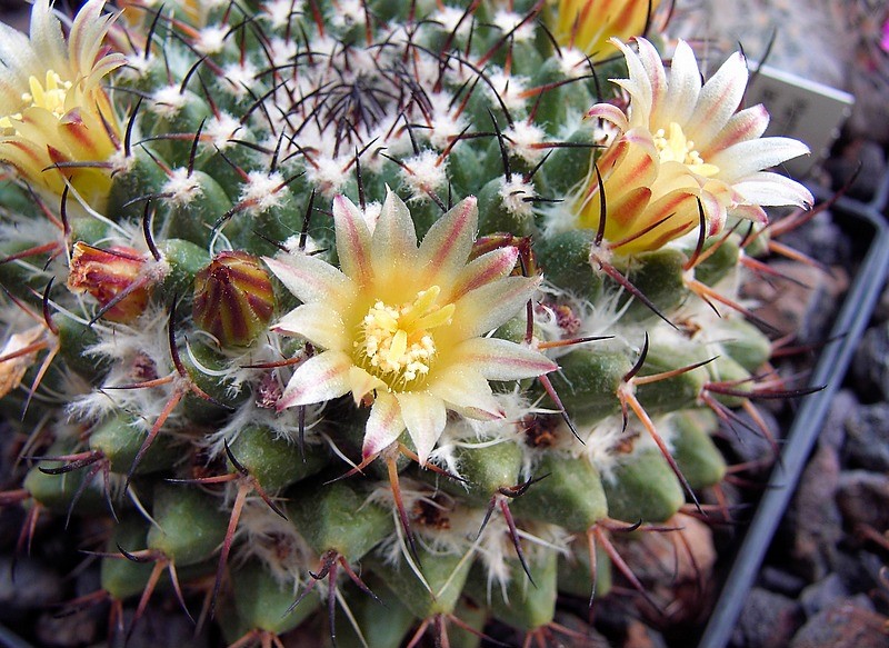 Mammillaria FISCHERI - Маммиллярия Фишера, 3 семени — изображение 2