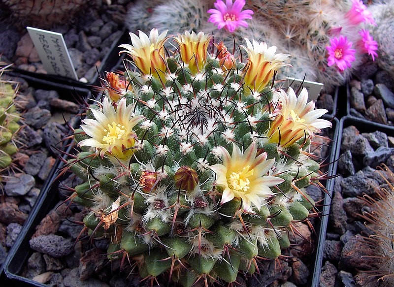 Mammillaria FISCHERI - Маммиллярия Фишера, 3 семени