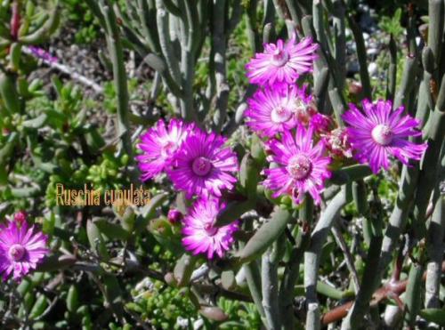 Ruschia CUPULATA - Русхия Купулата, 3 семени
