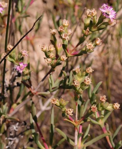 Ruschia CUPULATA - Русхия Купулата, 3 семени — изображение 2