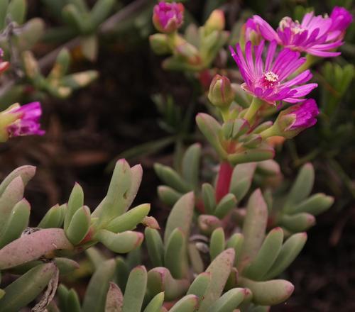 Ruschia CUPULATA - Русхия Купулата, 3 семени — изображение 3