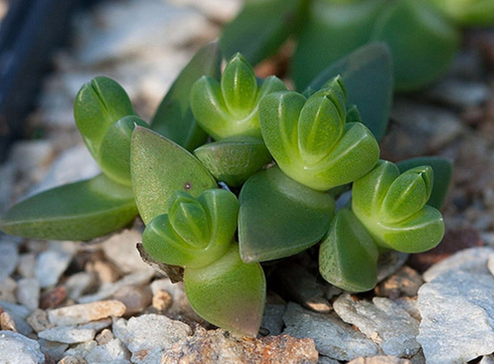 Ruschia PYGMAEA - Русхия Карликовая, 3 семени — изображение 2