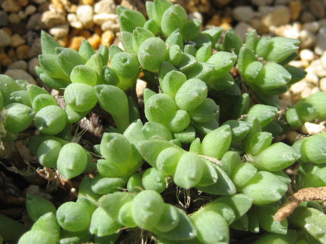 Ruschia PYGMAEA - Русхия Карликовая, 3 семени
