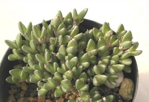 Ruschia PYGMAEA - Русхия Карликовая, 3 семени — изображение 3