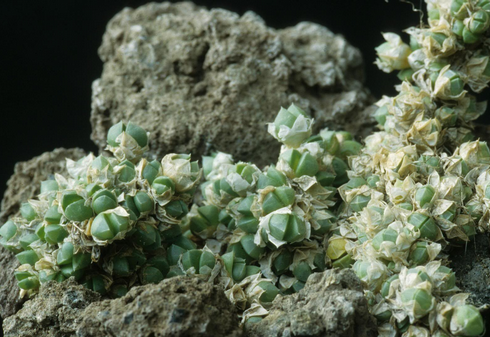 Ruschia PYGMAEA - Русхия Карликовая, 3 семени — изображение 4