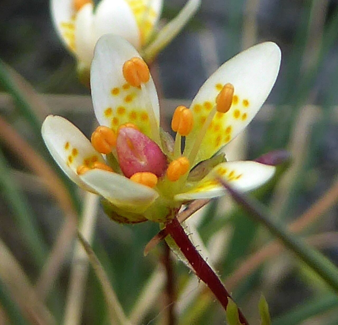 Saxifraga ASPERA - Камнеломка Грубая, 5 семян