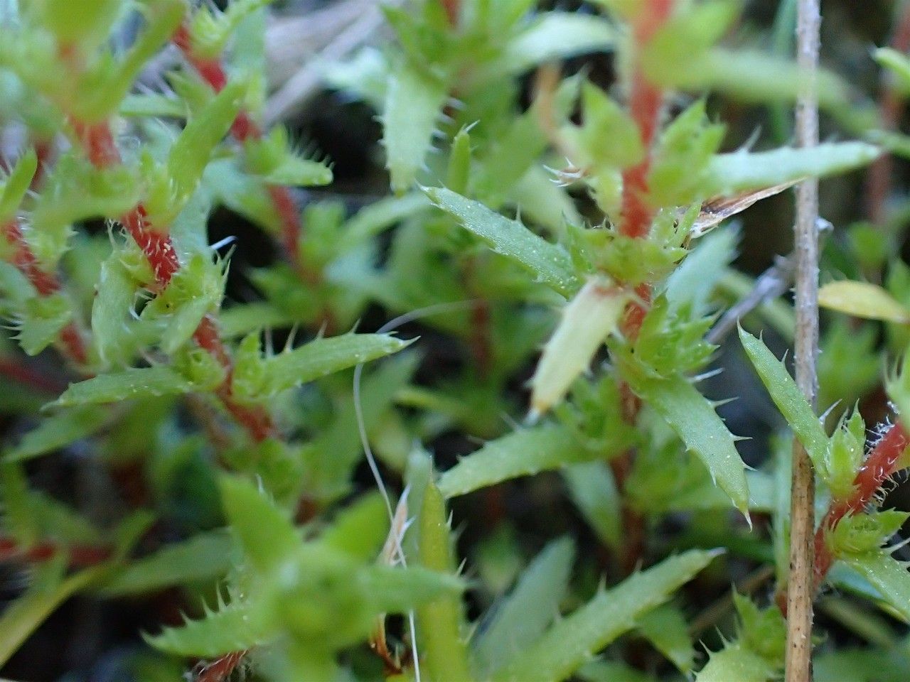 Saxifraga ASPERA - Камнеломка Грубая, 5 семян — изображение 2
