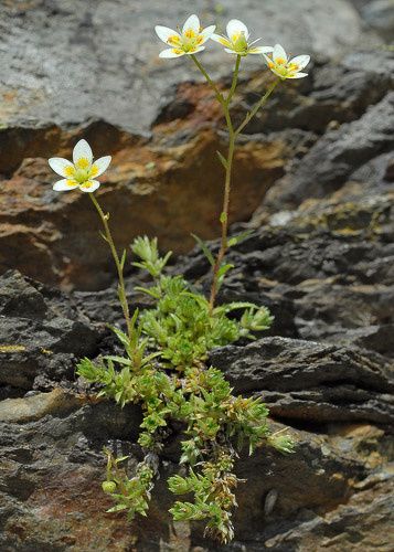 Saxifraga ASPERA - Камнеломка Грубая, 5 семян — изображение 4