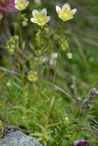 Saxifraga ASPERA - Камнеломка Грубая, 5 семян — изображение 5