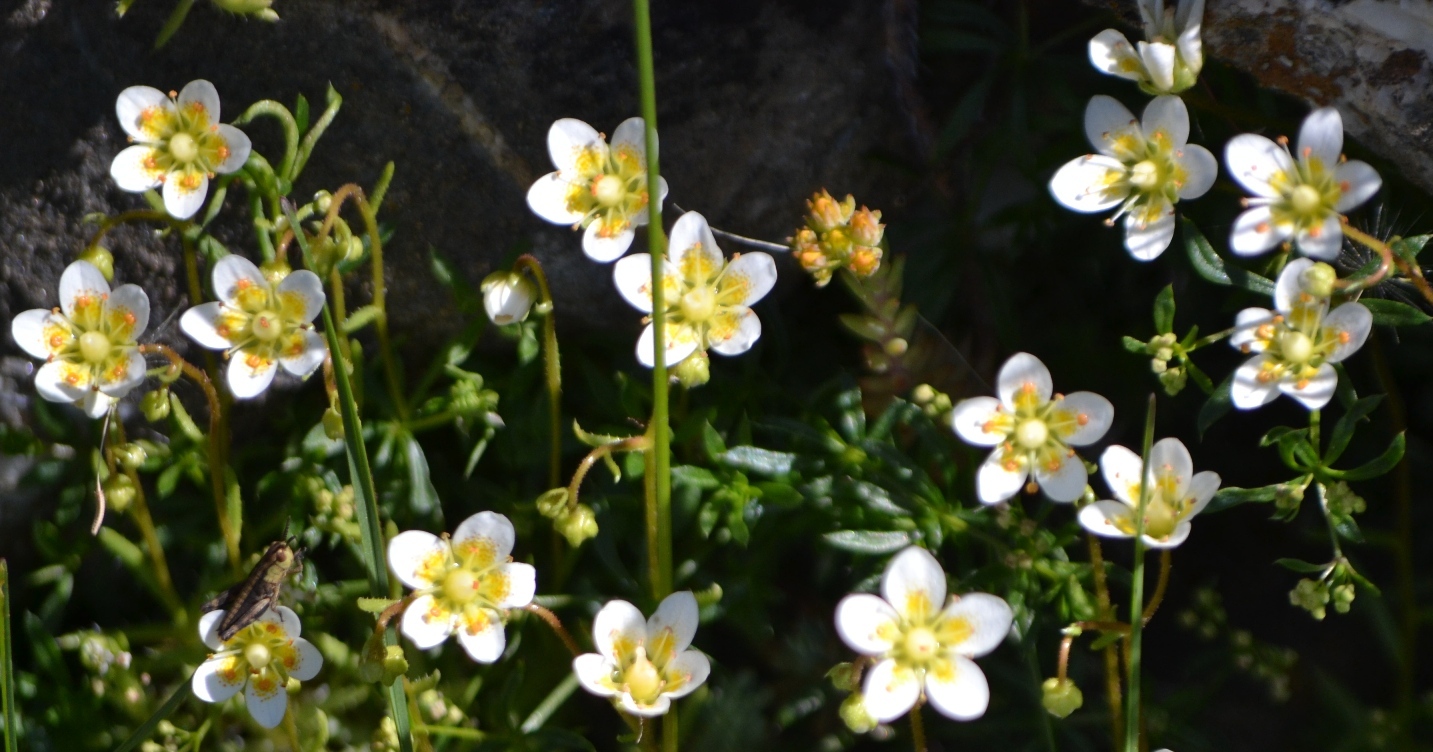 Saxifraga ASPERA - Камнеломка Грубая, 5 семян — изображение 3