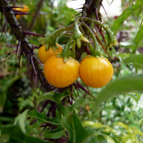 Solanum ATROPURPUREUM - Паслён Тёмно-Пурпурный, Пурпурный дьявол, 2 семени — изображение 3