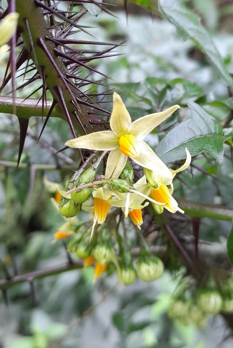 Solanum ATROPURPUREUM - Паслён Тёмно-Пурпурный, Пурпурный дьявол, 2 семени