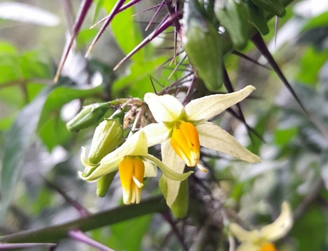 Solanum ATROPURPUREUM - Паслён Тёмно-Пурпурный, Пурпурный дьявол, 2 семени — изображение 2
