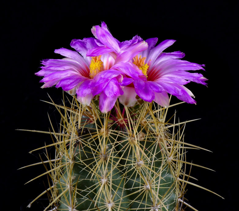 Thelocactus BICOLOR - Телокактус Двухцветный, 3 семени — изображение 2