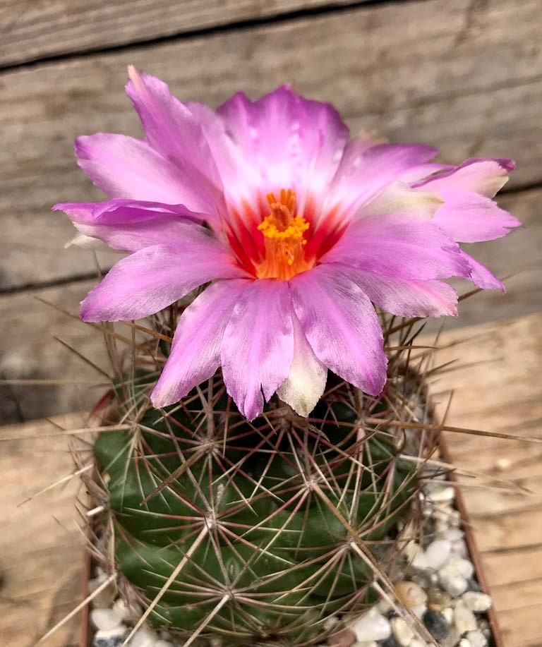 Thelocactus BICOLOR - Телокактус Двухцветный, 3 семени