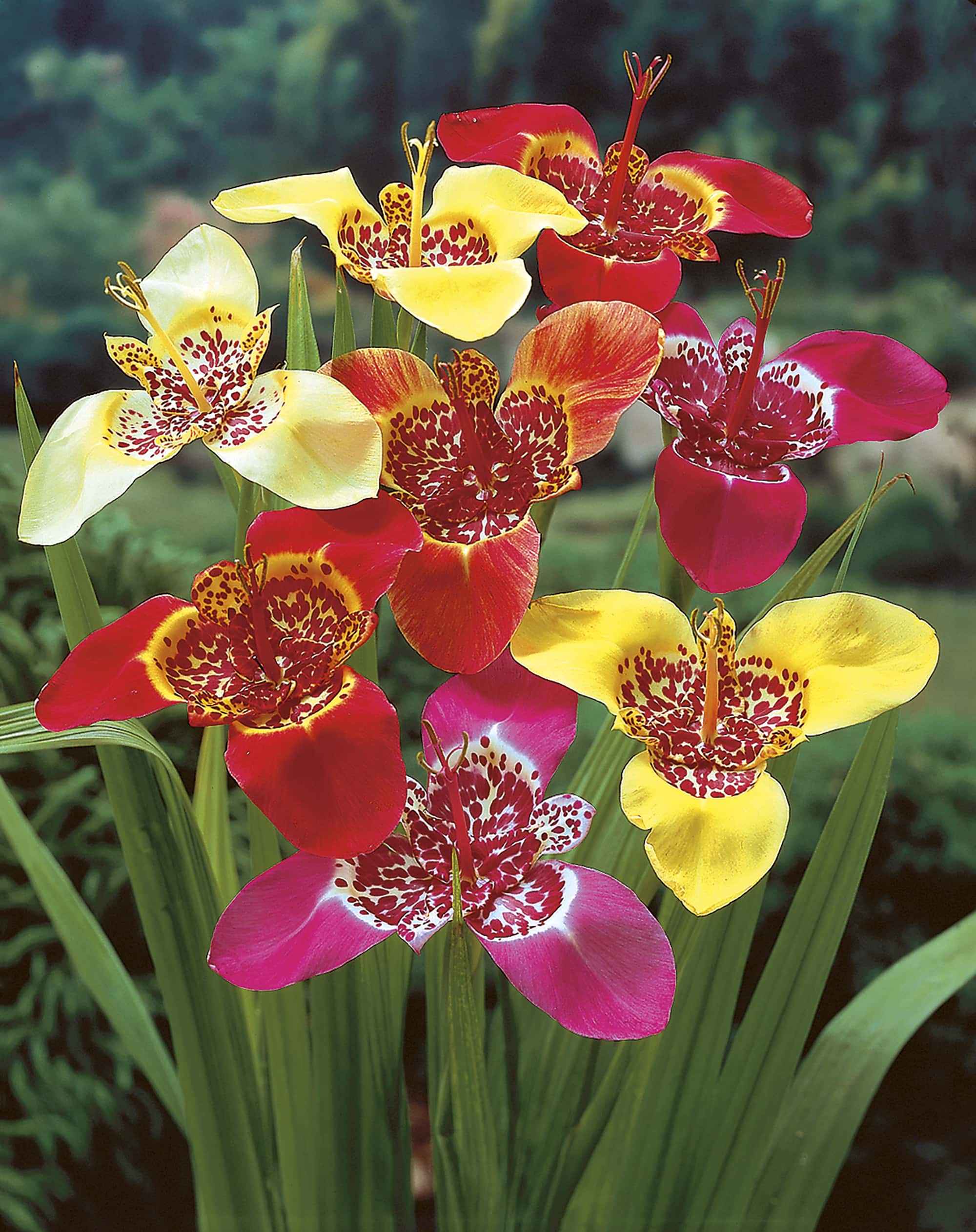 Tigridia PAVONIA - Тигридия Павлинья, 2 семени