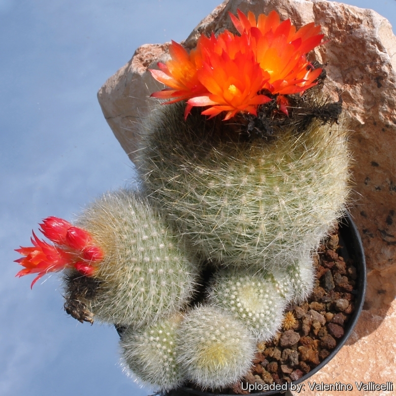Brasilicactus HASELBERGII - Бразиликактус Хазельберга, 3 семени — изображение 2
