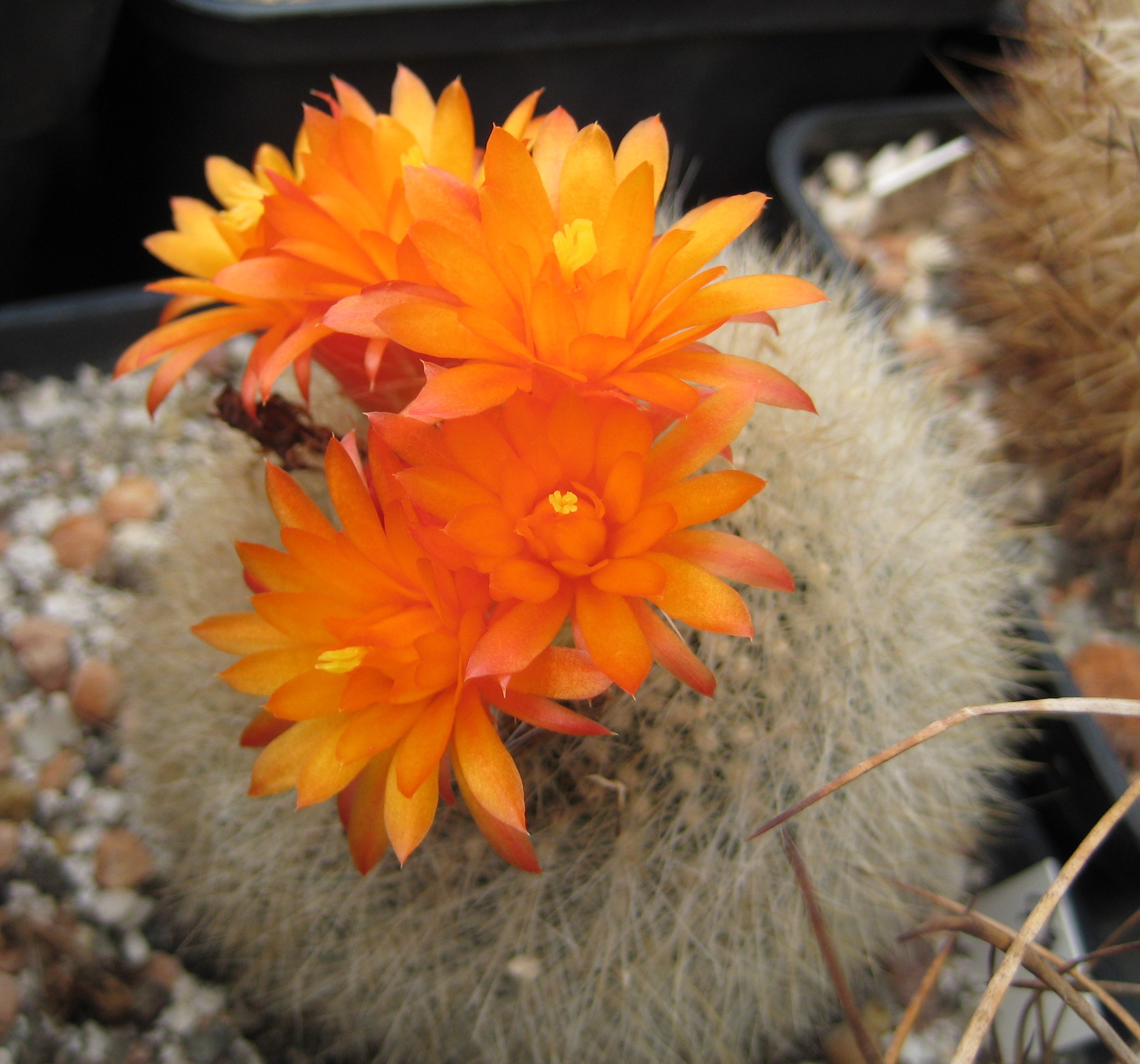 Brasilicactus HASELBERGII - Бразиликактус Хазельберга, 3 семени