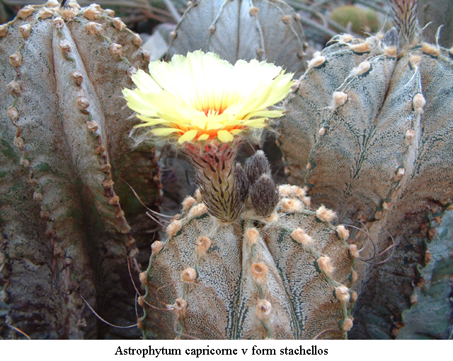 Astrophytum CAPRICORNE FORM STACHELLOS - Астрофитум Козерогий Стачеллос, 3 семени