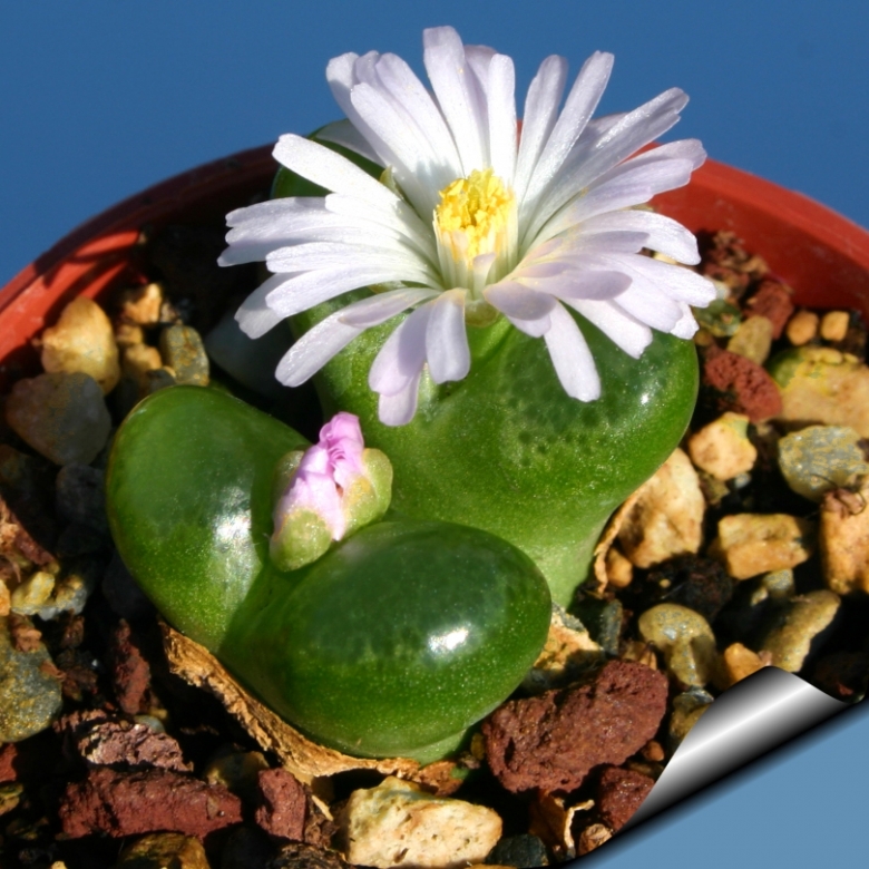 Conophytum LIMPIDUM - Конофитум Светлый, 3 семени — изображение 2