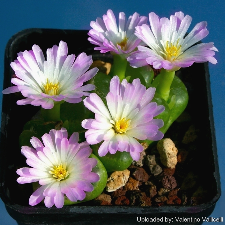 Conophytum LIMPIDUM - Конофитум Светлый, 3 семени