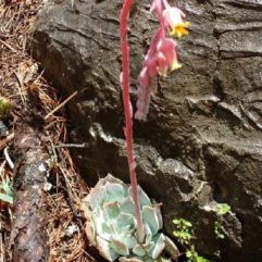 Echeveria SIMULANS, SAN ROBERTO - Эчеверия Симуланс, Сан Роберто (Эхеверия), 5 семян