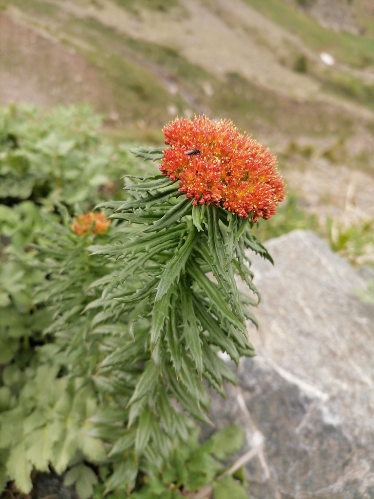 Rhodiola KIRILOWII, Sedum KIRILOWII - Родиола Кириллова, 3 семени — изображение 2