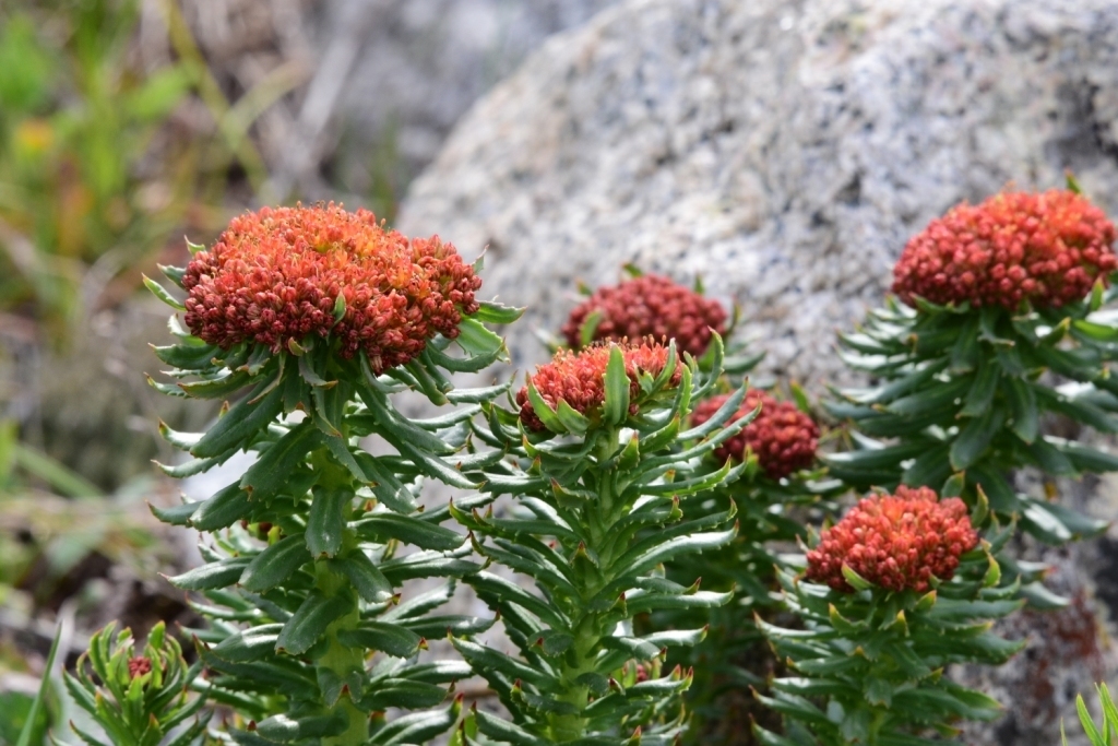 Rhodiola KIRILOWII, Sedum KIRILOWII - Родиола Кириллова, 3 семени