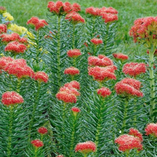 Rhodiola KIRILOWII, Sedum KIRILOWII - Родиола Кириллова, 3 семени — изображение 3